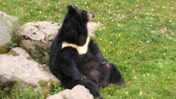 (2013-07) Le monde sauvage d'Aywaille